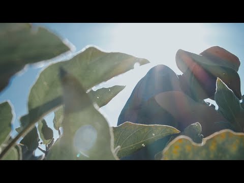 Immigrant & Refugee Food Security: Village Farm