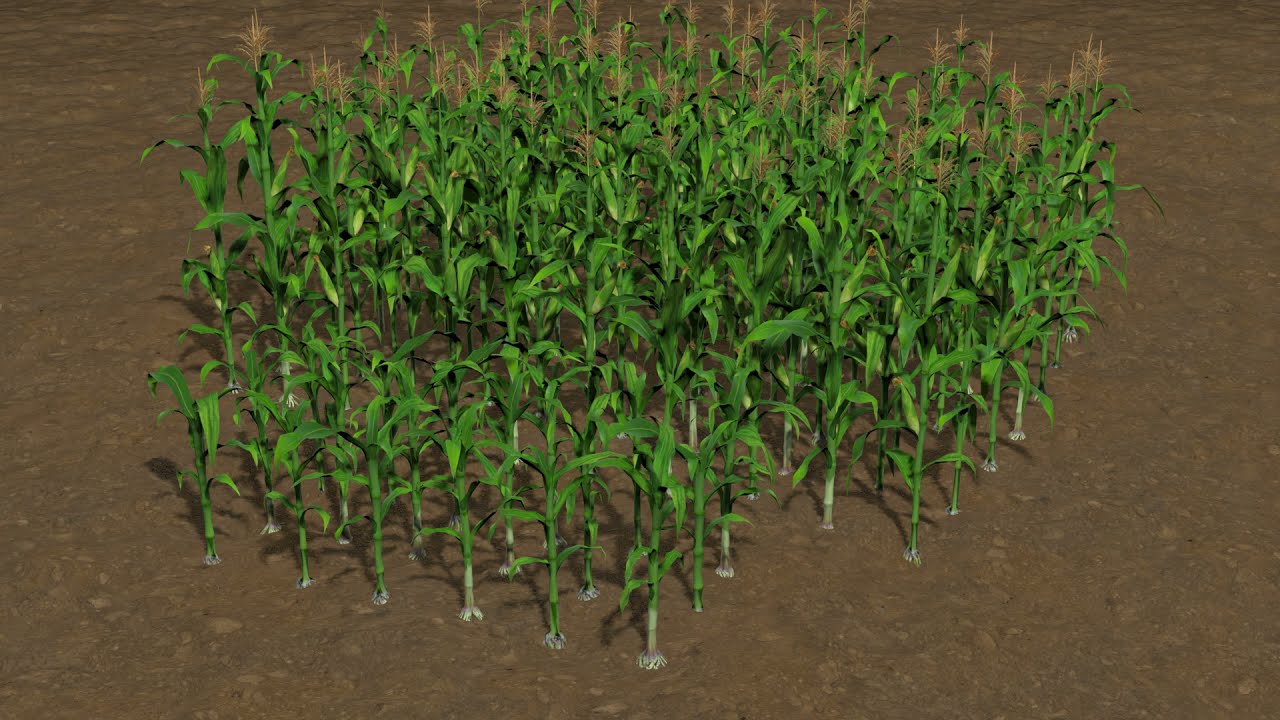 Campo di mais per la stampa 3d Modello di stampa 3D