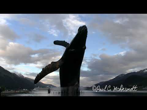 The Whale Master 5 27 18 Juneau, AK.