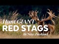 New Zealand Red Stag Deer They Don T Come Bigger Than This