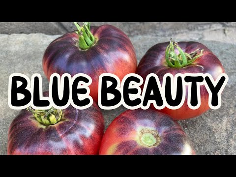 , title : 'Blue beauty tomatoes really live up to their name.'
