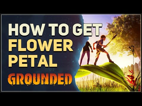How to get Flower Petal Grounded