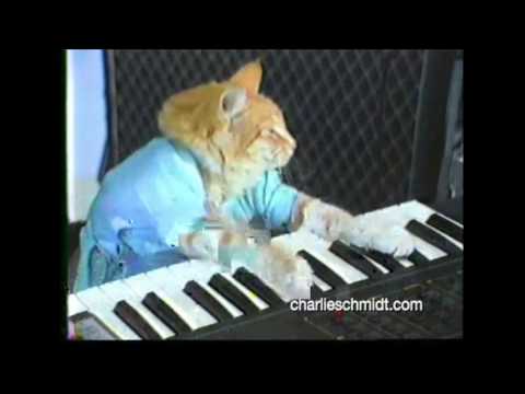 Keyboard Cat Behind The Scenes!   SHOCKING NEW FOOTAGE! With Slowing Motion