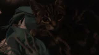 My new cat and a CLOSE LOOK