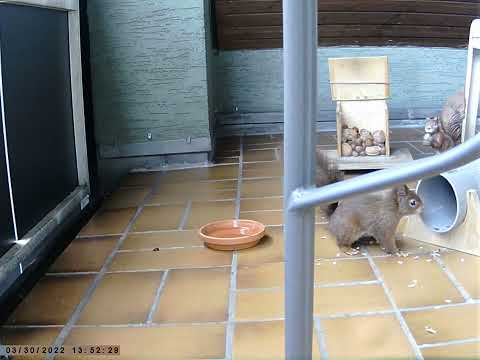 Fussel: Thema des Tages: Trinken und futtern! Was für ein Leben