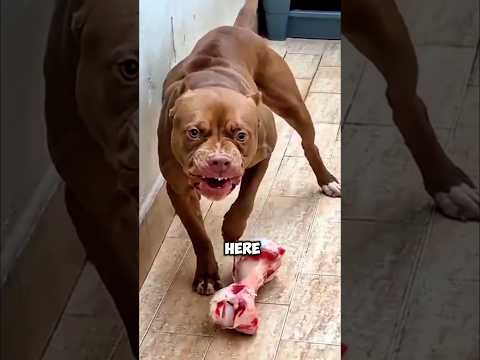 Never Mess With These 5 Dog Breeds 🐾⚠️ #pitbull #americanbully