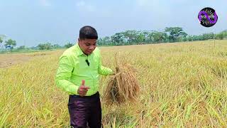 ব্রিধান ৯৯. উচ্চ ফলনশীল, চাল চিকন, লম্বা, ভাত সুস্বাদু, লবণাক্ততা সহনশীল একটি বোরো জাত।