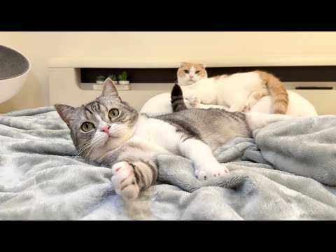 【ご報告】もちが7歳になりました。