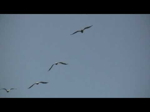 MIGRATING WHITE PELICAN  - Fight Gusty Winds