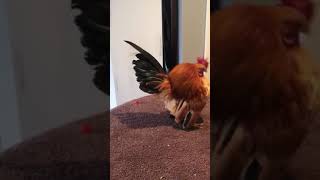 Ayam Male #2