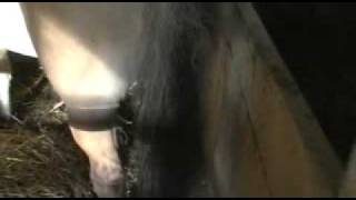preview picture of video 'Arabian Horses Stud Janow Podlaski　4'