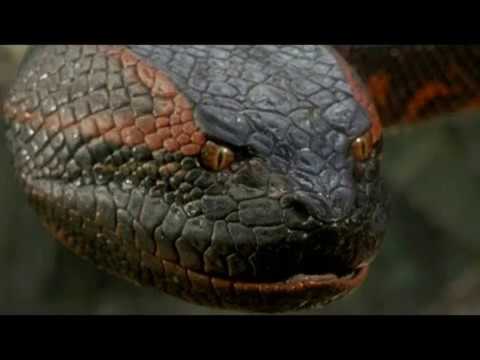 Tião Carreiro & Pardinho - Sucuri