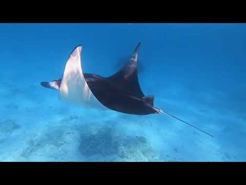 Videos del Boutique Beach Diving 4★ en Dhigurah, MaldivasVer MásVerPrecios8CerrarConsulta por Whatsapp 🇦🇷BookingTripadvisorExpediaAgodaSkyscannerKayakHotelesTurismocity