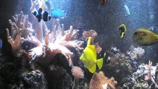 WITHERED HAND,    corn flake, To Charlenes  MARINE FISH TANK