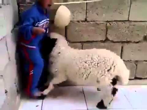 Little boy starts crying when goat fights back ( Very Funny )