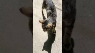 Download lagu Cat Kisi meowww / angry cat #cat #cutecat #fuunycat mp3