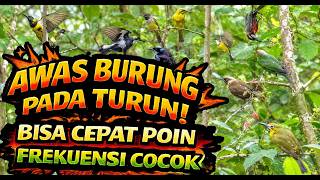 Download lagu SUARA Pikat Burung Ribut Paling Rame: MP3 2-6 kHz yang Bikin Auto Pada Datang mp3 Download lagu SUARA Pikat Burung Ribut Paling Rame: MP3 2-6 kHz yang Bikin Auto Pada Datang mp3