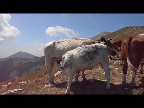 l'allattamento di Mamma Mucca ...  #shorts