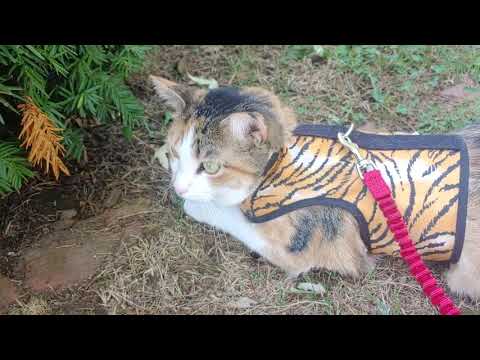 3 Legged Cat Outside | Noodle Gets A Harness | - YouTube