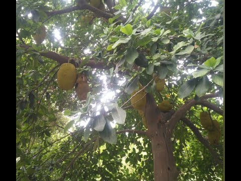 Jackfruit Farming | jackfruit Tree | Biggest Fruit Of World | Jackfruit Fruit | Jackfruit Vegetable