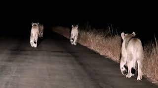 Hungry Lions on the Prowl After Midnight Hunt Failure🦁