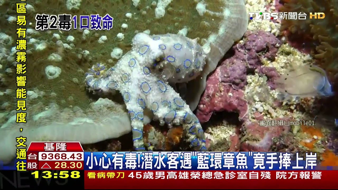 小心有毒！　潛水客遇「藍環章魚」竟手捧上岸