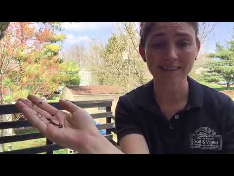 Wonderful Wiggling Worms