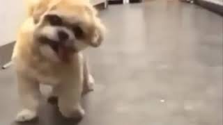 Download lagu VIDEO LUCU HEWAN ANEH VERSI ONDER SEPOT PART 3 [ KATA BABA  ] mp3