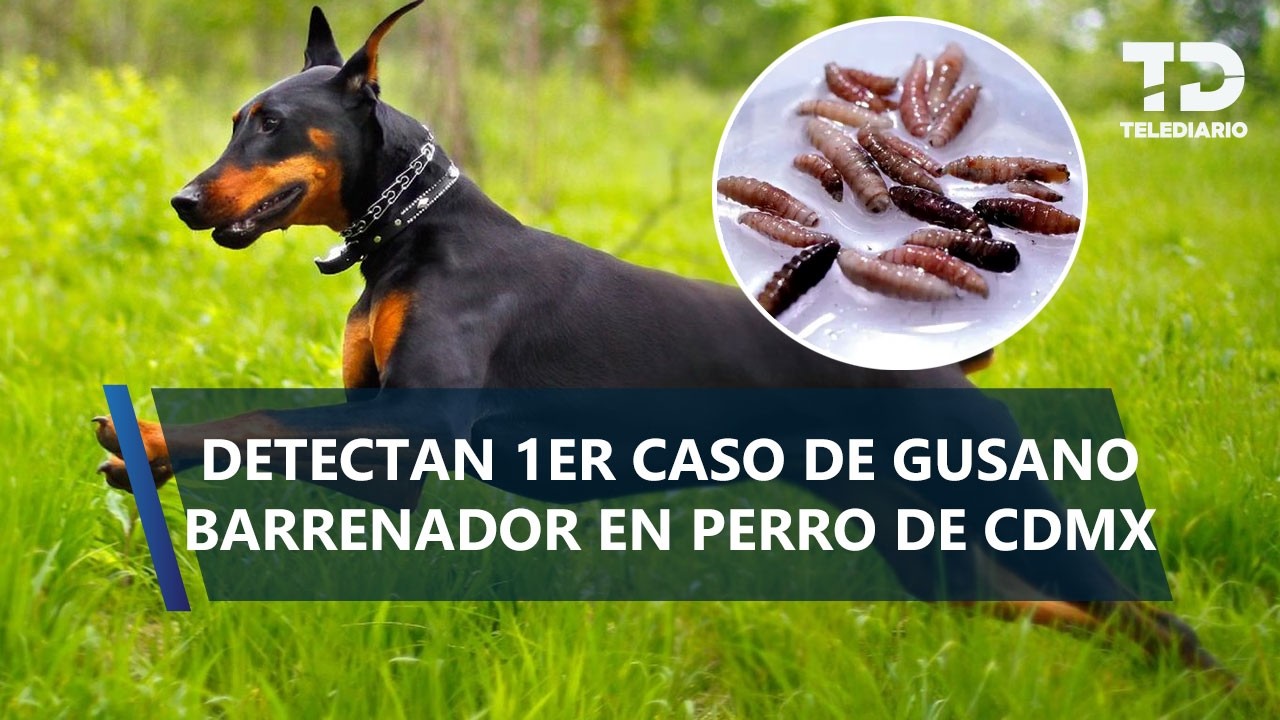 Reportan primer caso de gusano barrenador en un perro dóberman de CdMx; en qué alcaldía fue