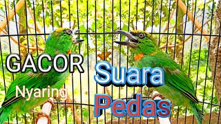 Download lagu Takur tohtor gacor keras seperti suara kentongan || SAHABAT PETUALANG mp3