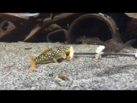 L14 Sonnenwelse beim Fressen