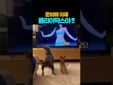 ❤️3500만뷰❤️귀여운것들^^ TV를 껐는데도 궁디가 멈추질 않네요 ㅋㅋ #강아지 #댕댕이 #애견영상