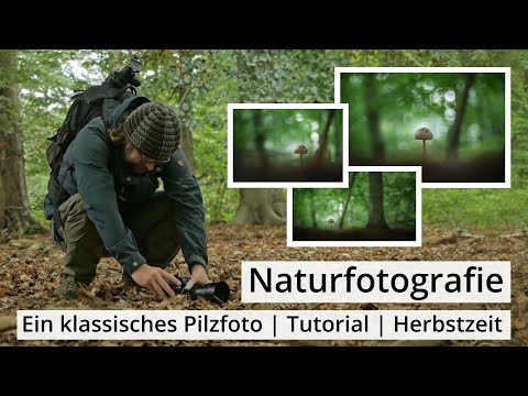 Naturfotografie: Ein klassisches PILZFOTO | TUTORIAL | Herbstzeit ist Pilzzeit!