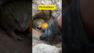 Download lagu Katak lucu #shorts #kaget #vidiokaget mp3