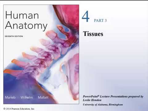 Human Anatomy Lecture  Ch 4 Tissues Part 2