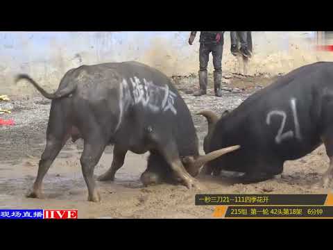 「19 Bull King  🆚  21 Bull King 」Fight   between two bulls ： War of two bulls in Asia  │Part-23│