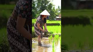 Download lagu Viral! Wanita Cantik Menanam Padi di Sawah, Netizen Terpukau Kecantikannya #shortsfeed #shorts mp3