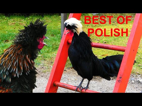 BEST OF POLISH - Paduaner und Weißhauben Hähne - White crested and bearded Polish roosters crowing