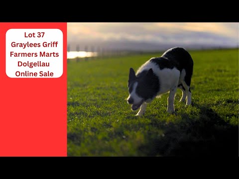 Losnummer 37: Graylees Griff - 04.02.26 Farmers Marts Dolgellau Online-Schäferhundeauktion.