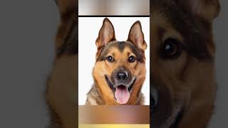 "What is the difference between Machine Learning and Deep Learning?" (#AI #ML #DL #Short Video)