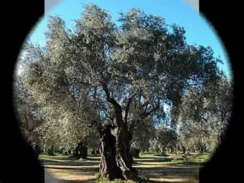 Mino Reitano - Calabria mia