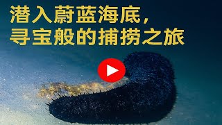 潜入蔚蓝海底，寻宝般的捕捞之旅