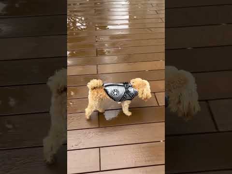 経営学科 雨で濡れたウッドデッキで遊ぶトイプードル9ヶ月 #toypoodle #トイプードル