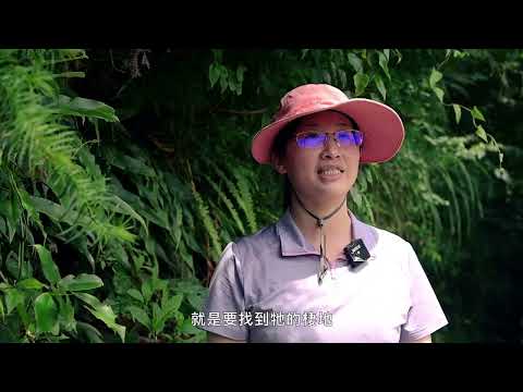 用燈光趕走晚上吸食果實的吸果夜蛾 旋轉式避蛾燈防治水蜜桃吸果夜蛾影片介紹