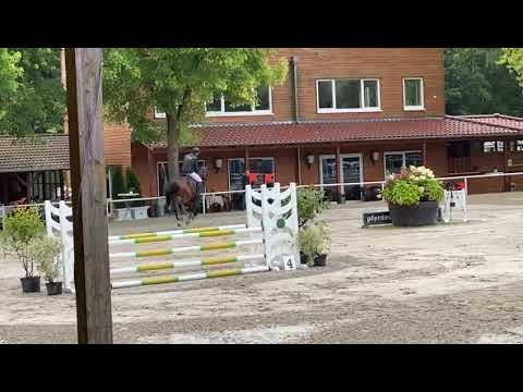 Haupt- und Landgestüt Schwaiganger - Landbeschäler Van Cordoba