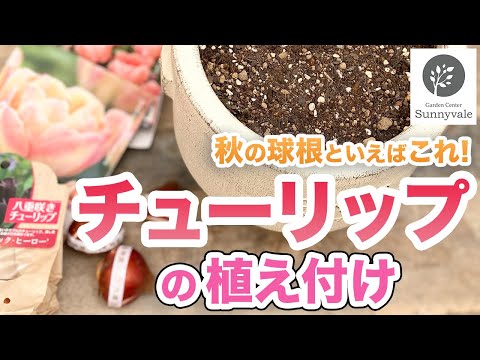 チューリップの球根を取り除く時期