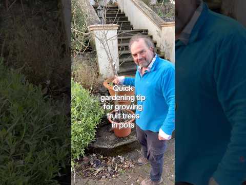 Use your weeds as a mulch on the surface of compost when growing plants such as fruit trees in pots