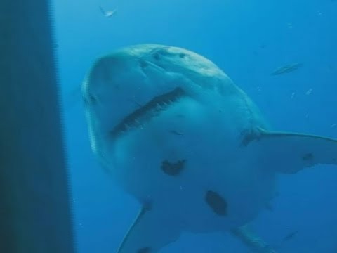World's largest shark "Deep Blue": Researchers show new video
