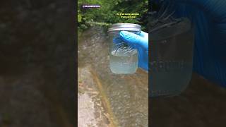Comparing Stagnant Water vs Running Water Under A Microscope