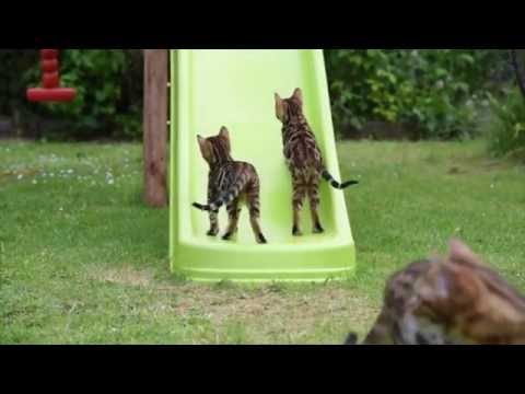 Bengal kittens on slide